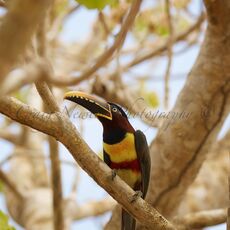 Chestnut-eared Araçari (Pteroglossus castanotis), Estrada Parque Transpantaneira, Brazil