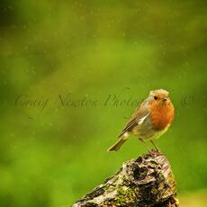 European Robin (Erithacus rubecula), Leitholm, Scotland