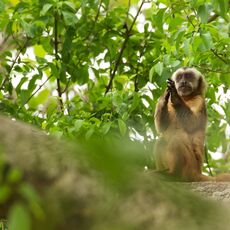 Tufted Capuchin (Sapajus apella), Estrada Parque Transpantaneira, Brazil