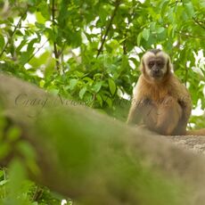 Tufted Capuchin (Sapajus apella), Estrada Parque Transpantaneira, Brazil