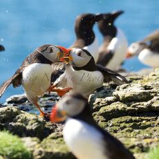 Atlantic Puffin (Fratercula arctica), Lunga, Treshnish Isles, Scotland