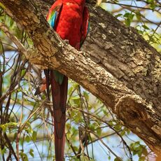 Green-winged Macaw (Ara chloropterus), Estrada Parque Transpantaneira, Brazil