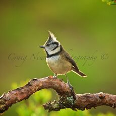 European Crested Tit (Lophophanes cristatus), Cairngorms NP, Scotland