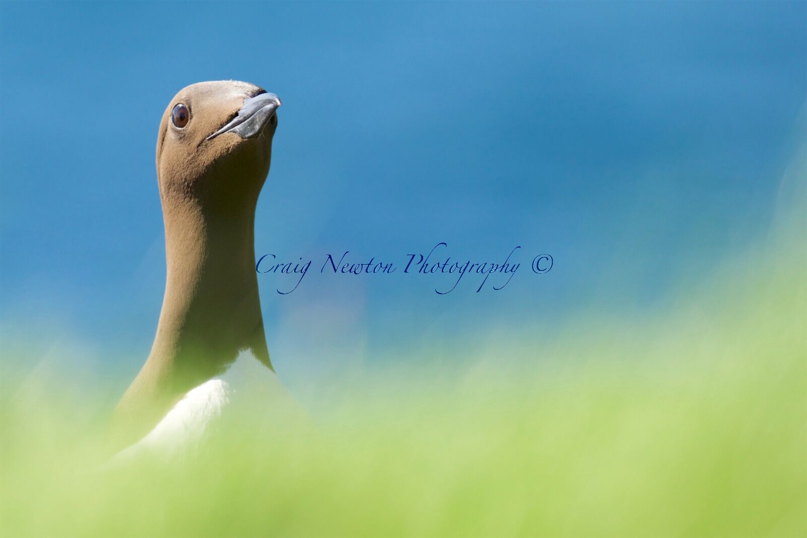 Common Guillemot (Uria aalge), Lunga, Treshnish Isles, Scotland