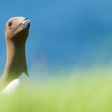 Common Guillemot (Uria aalge), Lunga, Treshnish Isles, Scotland