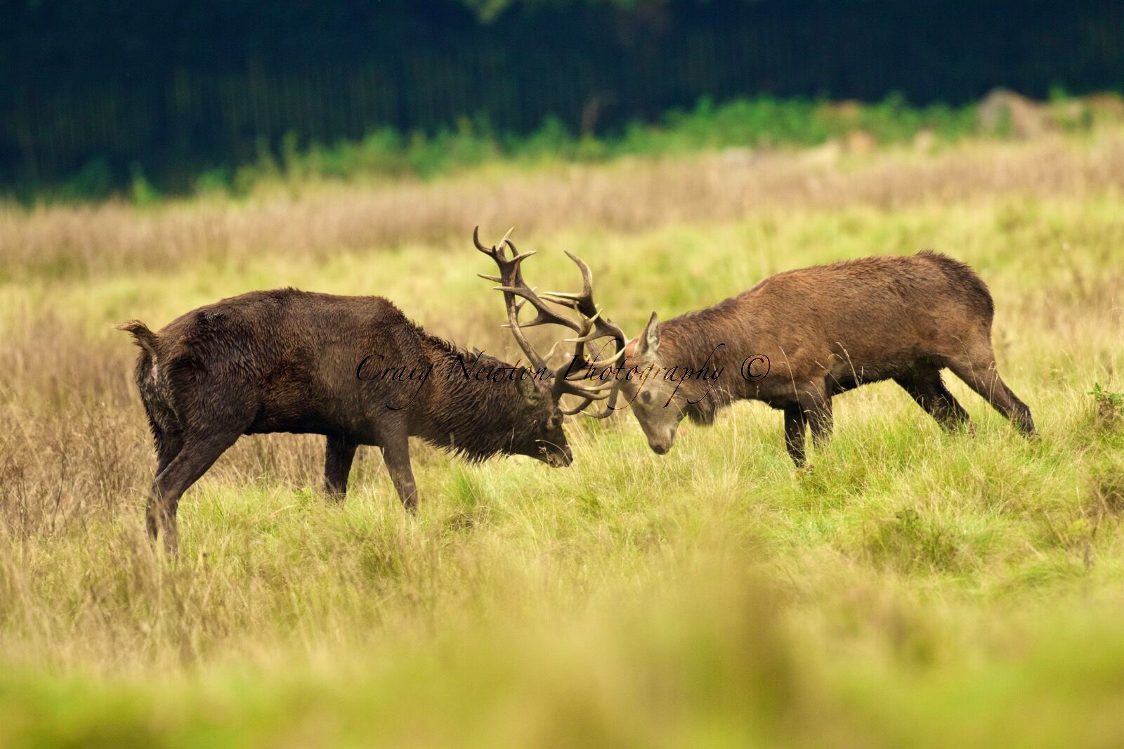 Red Deer (Cervus elapses), Cheshire, England
