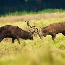 Red Deer (Cervus elapses), Cheshire, England