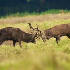 Red Deer (Cervus elapses), Cheshire, England