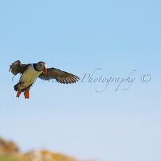 The Clowns of the Sea