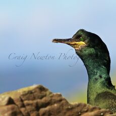 European Shag (Phalacrocorax aristotelis), Lunga, Treshnish Isles, Scotland
