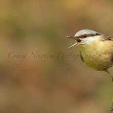 Eurasian Nuthatch (Sitta europaea), Leitholm, Scotland