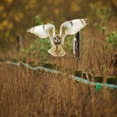 Short-eared Owl (Asio flameus), East Lothian, Scotland