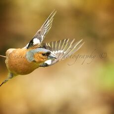 Common Chaffinch (Fringilla coelebs), Leitholm, Scotland