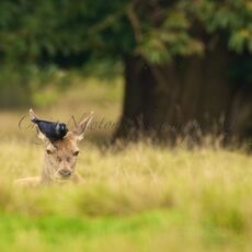 Red Deer (Cervus elapses) & Eurasian Jackdaw (Corvus monedula), Cheshire, England
