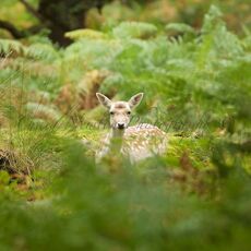 Fallow Deer (Dama dame), Cheshire, England