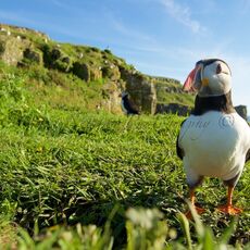 Atlantic Puffin (Fratercula arctica), Lunga, Treshnish Isles, Scotland