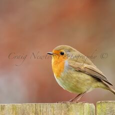 European Robin (Erithacus rubecula), East Lothian, Scotland