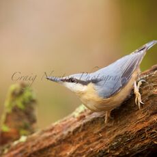Eurasian Nuthatch (Sitta europaea), Edinburgh, Scotland