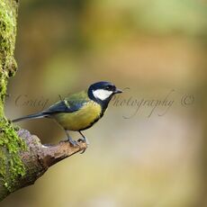 Great Tit (Parus major), Edinburgh, Scotland