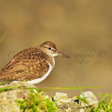 Common Sandpiper (Actitis hypoleucos), Isle of Mull, Scotland