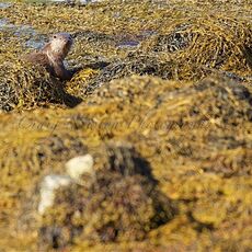 European Otter (Lutra lutra), Isle of Mull, Scotland