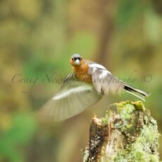 Common Chaffinch (Fringilla coelebs), Denholm, Scotland