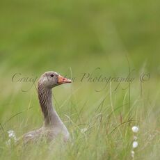 Greylag Goose (Anser anser), Isle of Mull, Scotland