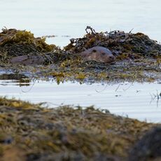 European Otter (Lutra lutra), Isle of Mull, Scotland