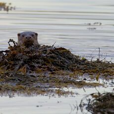 European Otter (Lutra lutra), Isle of Mull, Scotland