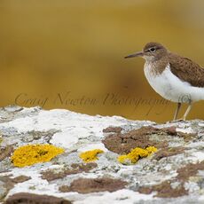 Common Sandpiper (Actitis hypoleucos), Isle of Mull, Scotland