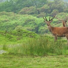 Red Deer (Cervus elapses), Isle of Mull, Scotland
