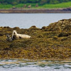 Harbour Seals (Phoca vitulina), Isle of Mull, Scotland