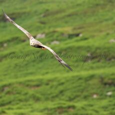 White-tailed Eagle (Haliaeetus albicilla), Isle of Mull, Scotland