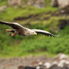 White-tailed Eagle (Haliaeetus albicilla), Isle of Mull, Scotland