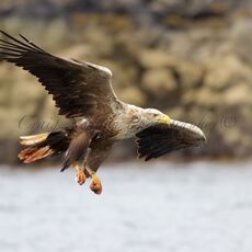 White-tailed Eagle (Haliaeetus albicilla), Isle of Mull, Scotland