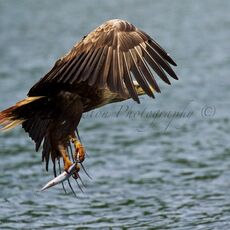 White-tailed Eagle (Haliaeetus albicilla), Isle of Mull, Scotland