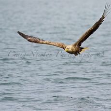 White-tailed Eagle (Haliaeetus albicilla), Isle of Mull, Scotland
