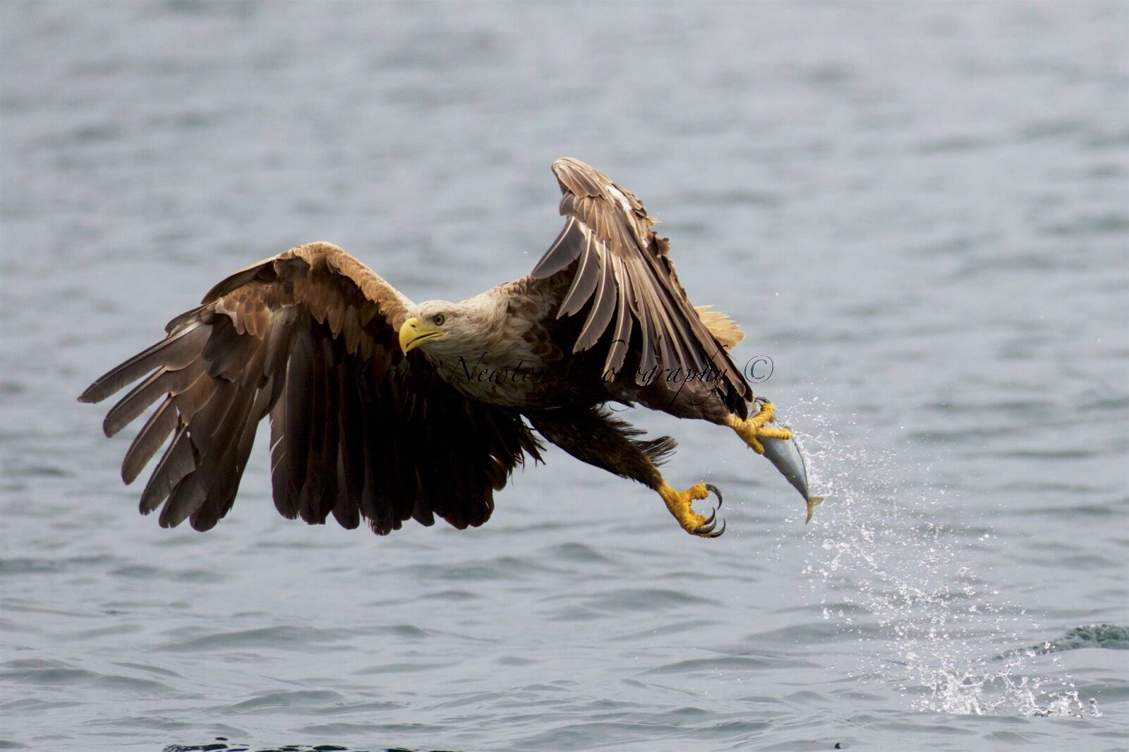White-Tailed Eagle (Haliaeetus albicilla), Isle of Mull, Scotland