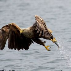 White-Tailed Eagle (Haliaeetus albicilla), Isle of Mull, Scotland