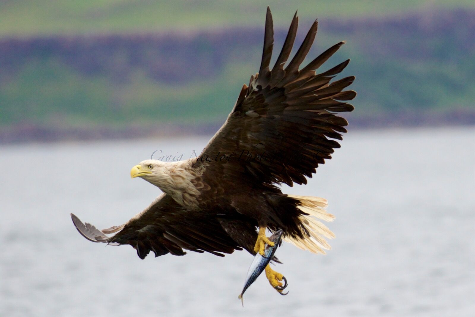 White-tailed Eagle (Haliaeetus albicilla), Isle of Mull, Scotland