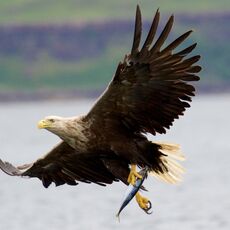 White-tailed Eagle (Haliaeetus albicilla), Isle of Mull, Scotland
