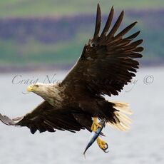 White-tailed Eagle (Haliaeetus albicilla), Isle of Mull, Scotland