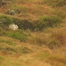Mountain Hare (Lepus timidus), Derbyshire, England