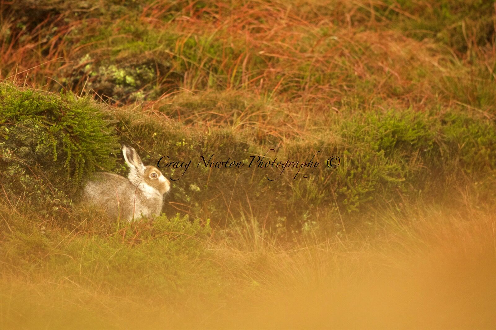 Mountain Hare (Lepus timidus), Derbyshire, England