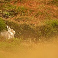 Mountain Hare (Lepus timidus), Derbyshire, England