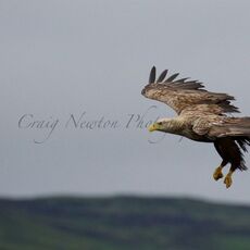 Whte-tailed Eagle (Haliaeetus albicilla), Isle of Mull, Scotland