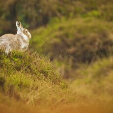 Mountain Hare (Lepus timidus), Derbyshire, England