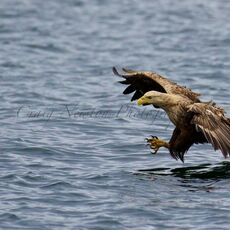 White-tailed Eagle (Haliaeetus albicilla), Isle of Mull, Scotland