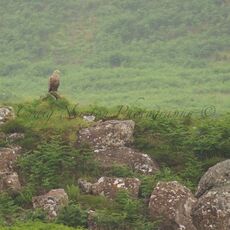White-tailed Eagle (Haliaeetus albicilla), Isle of Mull, Scotland