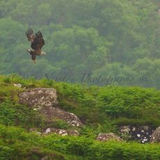 White-tailed Eagle (Haliaeetus albicilla), Isle of Mull, Scotland